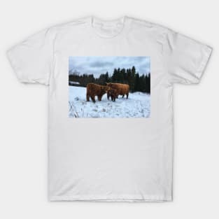 Scottish Highland Cattle Calves and Cow 1603 T-Shirt